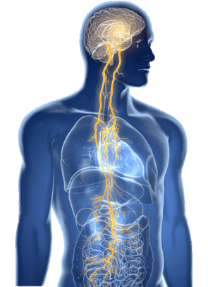 gammaCore - Importance of Vagus Nerve